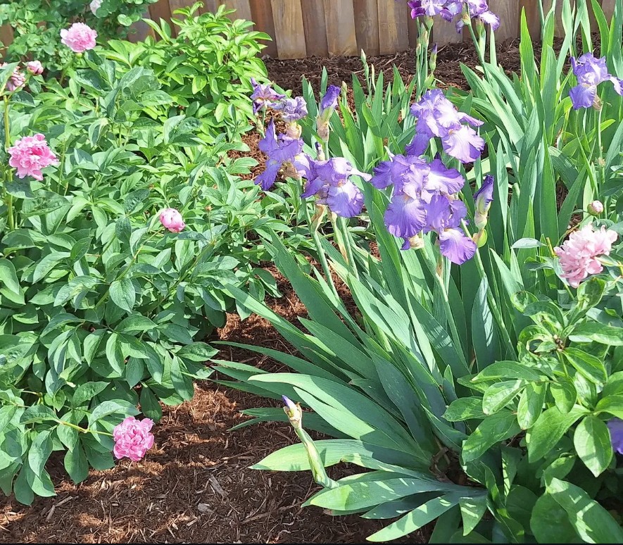Freshly mulched flower bed with blooming purple irises and pink peonies