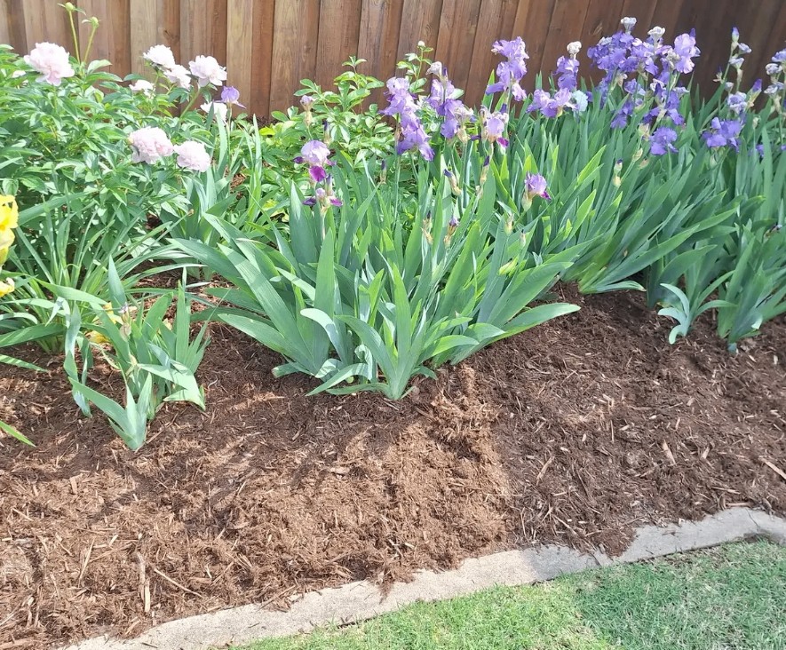 Crisp mulch edge around a bed of purple irises by a wooden fence