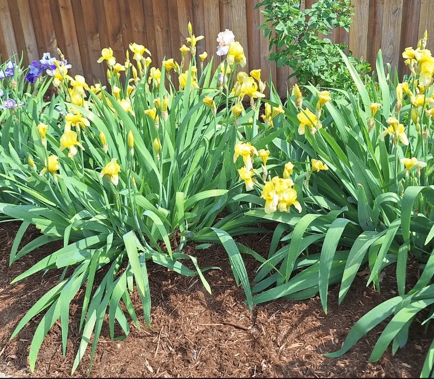 Yellow irises and greenery in a tidy mulched garden bed